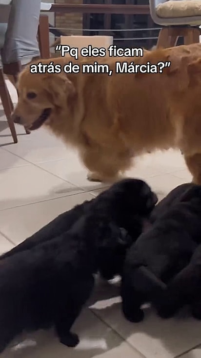 A cachorrinha teve um puerpério difícil.
