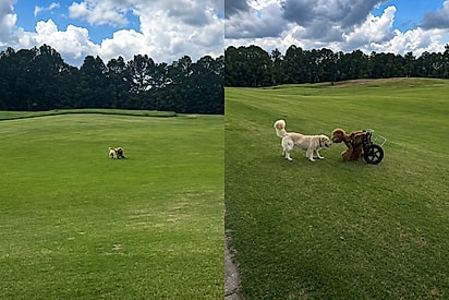 “Uma história de amor que vou contar para sempre”: amizade entre duas cachorrinhas emociona milhões.