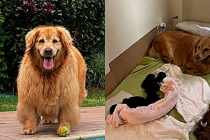 Golden não queria cuidar dos filhotes por achar que não eram dela, mas bastou eles crescerem para revelar a semelhança