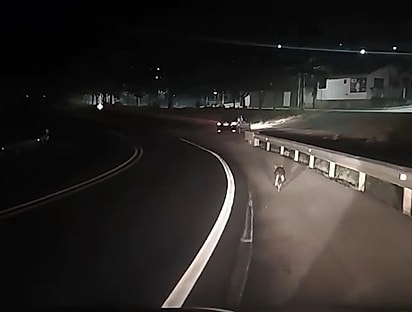 A mãezinha sendo escoltada por Hélio enquanto seguia os filhotes, que estavam dentro do carro.