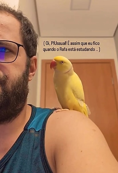 Mingau focado em conseguir a atenção do seu humano.