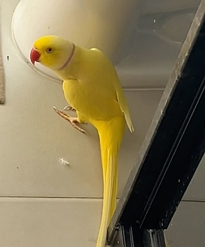 Mingau é um passarinho muito esperto.
