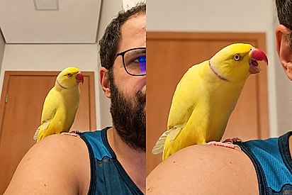 “Papai!”: Passarinho não aceita ser ignorado pelo tutor e faz de tudo para conquistar sua atenção.