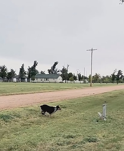 Buddy dando uma corridinha no quintal. 