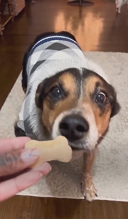 O cão aprendeu a se controlar diante da comida. 