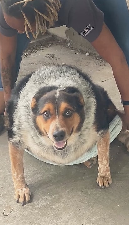 Buddy chegou com mais de 63 kg. 