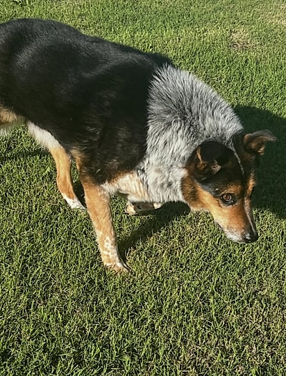 Buddy adora caçar insetos no gramado. 