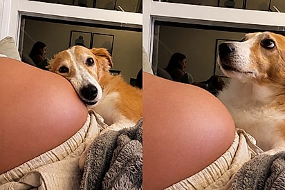 Cachorrinha sente bebê se mexer na barriga da tutora e reação delicada conquista milhões.