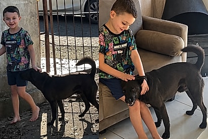 Eu disse que esse ia ser meu pet agora: garoto adota cachorro sozinho e enfrenta a mãe com argumentos irrefutáveis