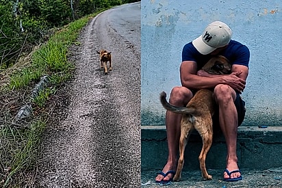 Filhote ferido acompanha dupla por mais de 3 horas de estrada e é adotado
