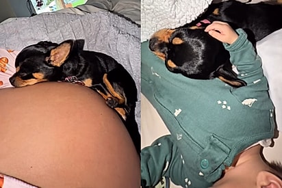 “A coisa mais linda que meus olhos viram hoje”: Após nove meses, chihuahua finalmente recebe o colo que tanto esperava