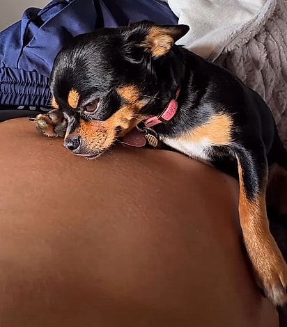 Kala deitada na barriga da tutora durante a gestação.