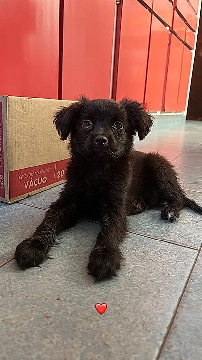 A cachorrinha apresentou alguns quadros de convulsões.