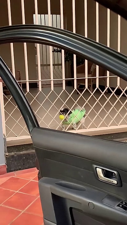 O pet pegou o brinquedo e levou para longe do portão.