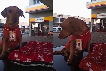 Caramelo Cleitinho é adotado por um posto de combustíveis, ganha crachazinho e agora é mimado por clientes