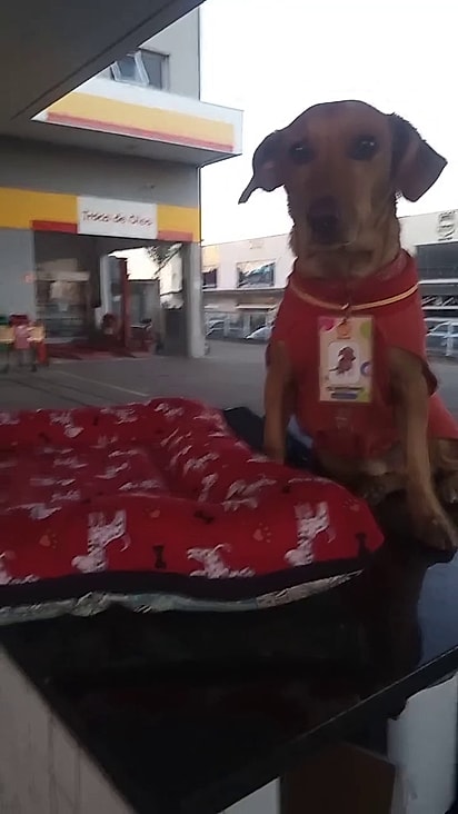 Cleitinho tem uniforme e crachá.