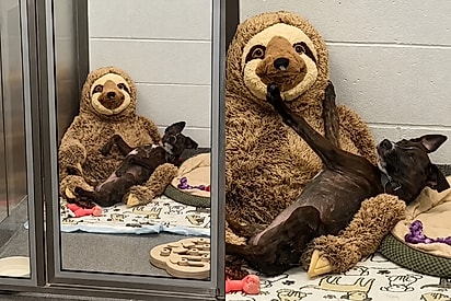 Abrigo encontra cachorrinha deitada no colo de “preguiça gigante” e cena ganha final feliz.