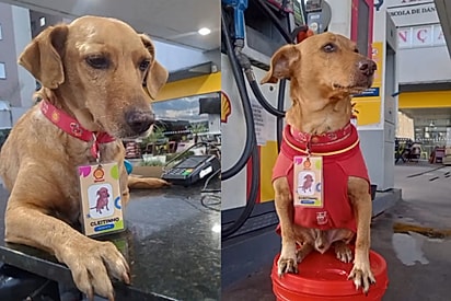 Caramelo Cleitinho é adotado por posto de combustíveis, ganha crachazinho e agora é mimado por clientes