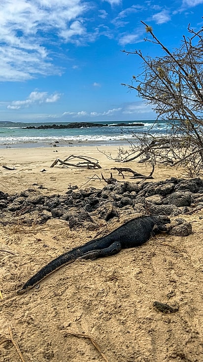 As iguanas são as verdadeiras protagonistas de Galápagos.