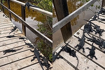 Jornalista atravessa ponte tomada por iguanas em Galápagos e mostra quem realmente manda por lá.