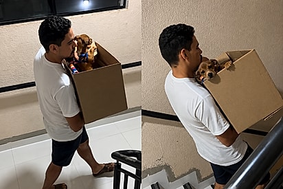 Após reclamações no condomínio, família encontra melhor saída para cachorrinho carente.