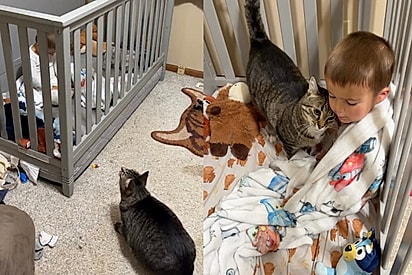 Todas as manhãs, gato tigrado insiste para dar o bom dia mais caloroso para seu humano favorito