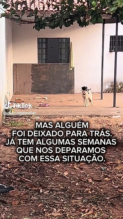 A família saiu de casa e deixou o pet para trás.