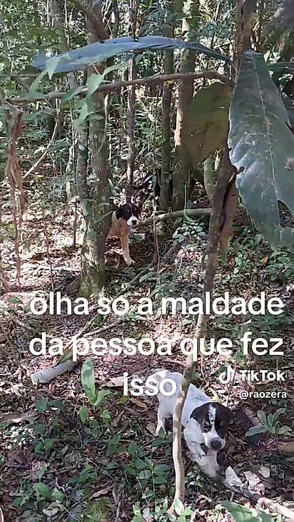 Os filhotes estavam no meio do mato.