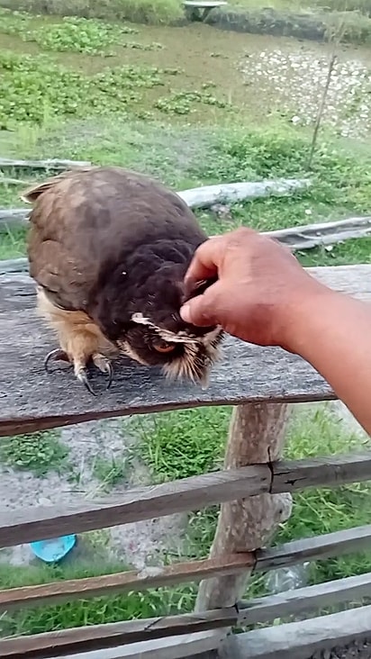 A coruja permite aproximação do homem.