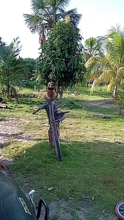 A ave sempre visita seu salvador.
