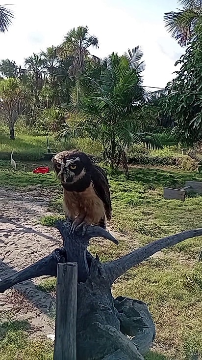 Ismael tem um carinho enorme pela coruja.