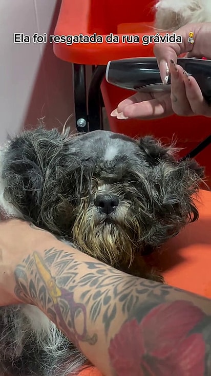 Não dava pra ver o rosto da mãezinha antes da tosa.