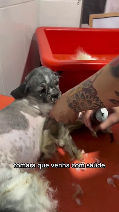 A cachorrinha estava completamente cansada.