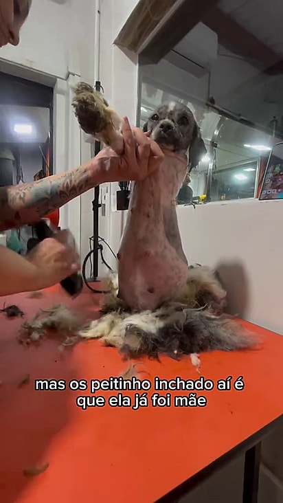 De acordo com a groomer, está não parece ser a primeira gestação.