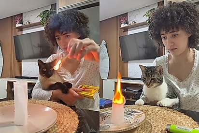 “Criando memórias com meu gato”: Sem filhos, jovem faz ‘brincadeira do fantasminha’ com gatos e resultado viraliza