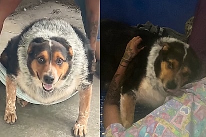 “Ele queria viver”:  Veterinária se apega a cão de 63 kg que teria o pior destino e decide lutar por sua recuperação