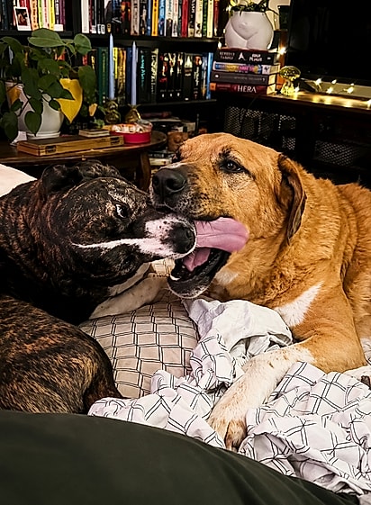 Os cachorros Butter e Joonie Ponnie trocando lambeijos.