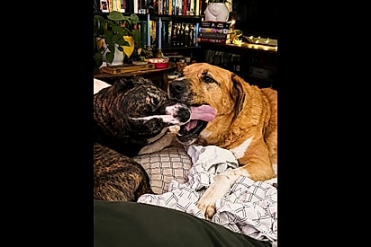 Cães que não gostam de outros cães se tornam namorados - e é assim que um trata o outro.