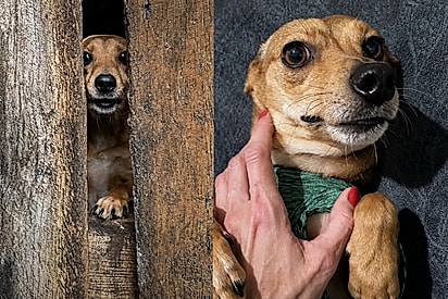 Cachorro caramelinho que via a vida passar através de uma pequena fresta recebe a notícia que tanto esperava.