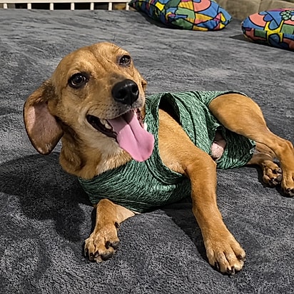 Cachorrinho Serelepe ficou aos cuidados da voluntária enquanto aguardava um lar definitivo.