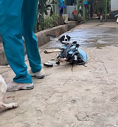 Layka se empolga demais com a cadeira de rodas. 