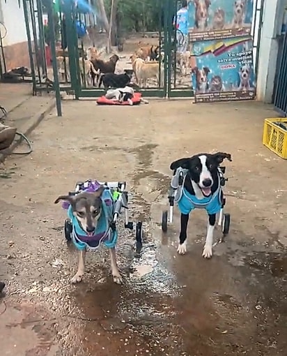 Pinky e Layka, dois cães cadeirantes. 