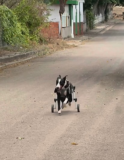 Layka feliz em sua cadeira de rodas. 