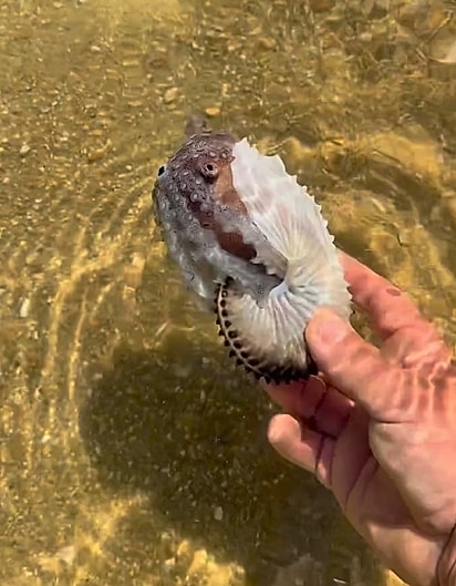 Walmir encontrou um polvo-argonauta à beira-mar.