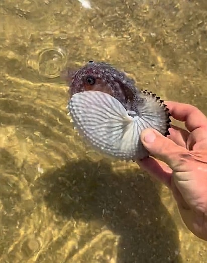 O polvo-argonauta usa ar preso em sua “concha” para controlar a flutuação na água..