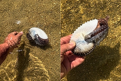 Homem encontra ‘concha’ diferente na praia e descobre criatura rara escondida dentro.