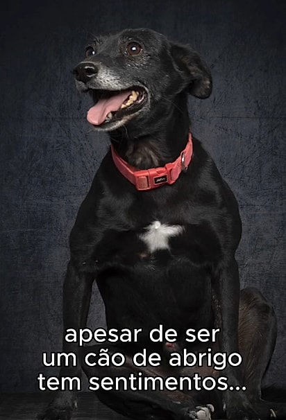 O cãozinho de focinho grisalho enfim encontrou um lar para chamar de seu.