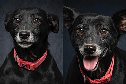 Cão idoso se arruma para ser adotado, mas família não aparece - até seu dia finalmente chegar.