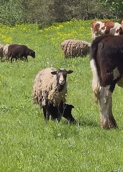 A ovelha parecia grata. 