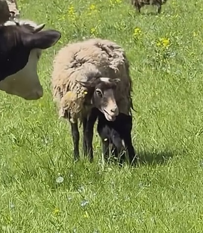 Até a vaca foi conferir se tudo estava bem. 